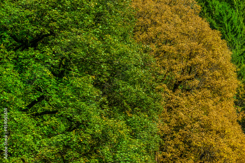 Hergstliches Laub an Laubbäumen
