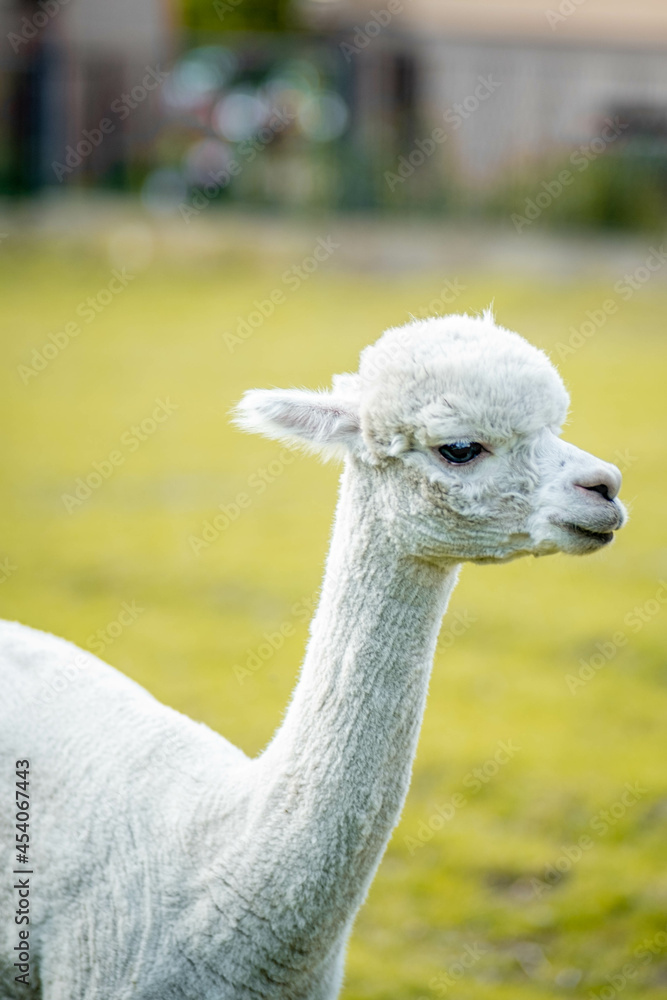 Cute alpaca on alpaca farm sweet animals wool Cute alpaca on alpaca farm sweet animals wool
