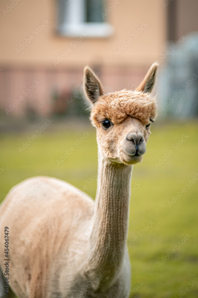 Fototapeta premium Cute alpaca on alpaca farm sweet animals wool