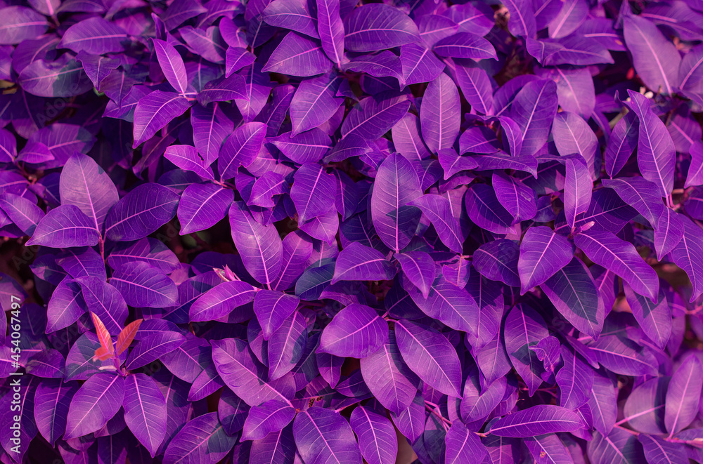 Colorful purple leaves pattern in the bush as vivid leafs textured and showy foliage background
