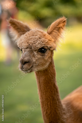 Cute alpaca on alpaca farm sweet animals wool © mateusz