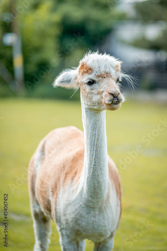 Fototapeta Naklejka Na Ścianę i Meble -  Cute alpaca on alpaca farm sweet animals wool