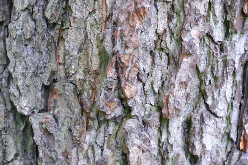 Tree bark texture. Suitable for backgrounds.