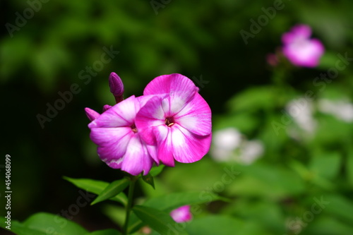 Purple flower on a blurred background.