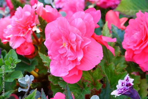 Pink flowers in the garden. Plant. Nature. Suitable for backgrounds.