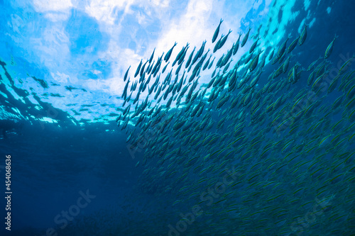 Group of fish swim above the coral in the clear sea