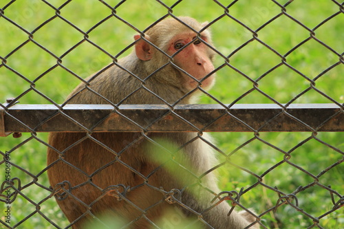 close up of a macaque