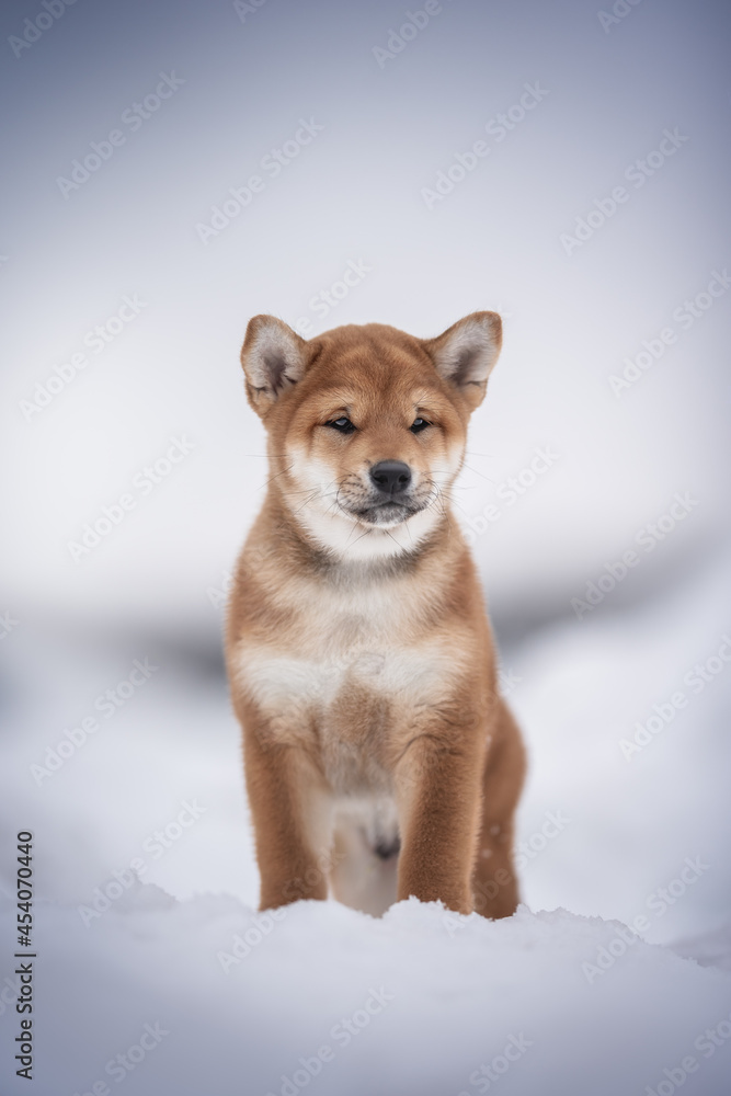 Cute red shiba inu puppy with big ears siting among large snowdrifts and looking to the side against the background of a winter cityscape