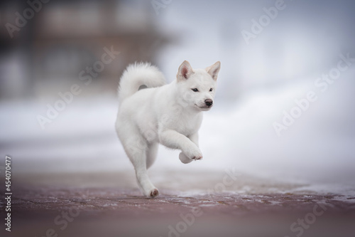 A small puppy of a white shiba inu with a pink nose and a fluffy tail running along a snowy path against the backdrop of a winter cityscape