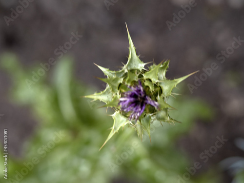 sylibum marianum thistle plant flower close up photo