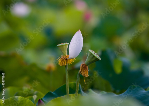 kwiat lotosu