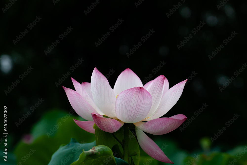 Lotus flower Lotus flower