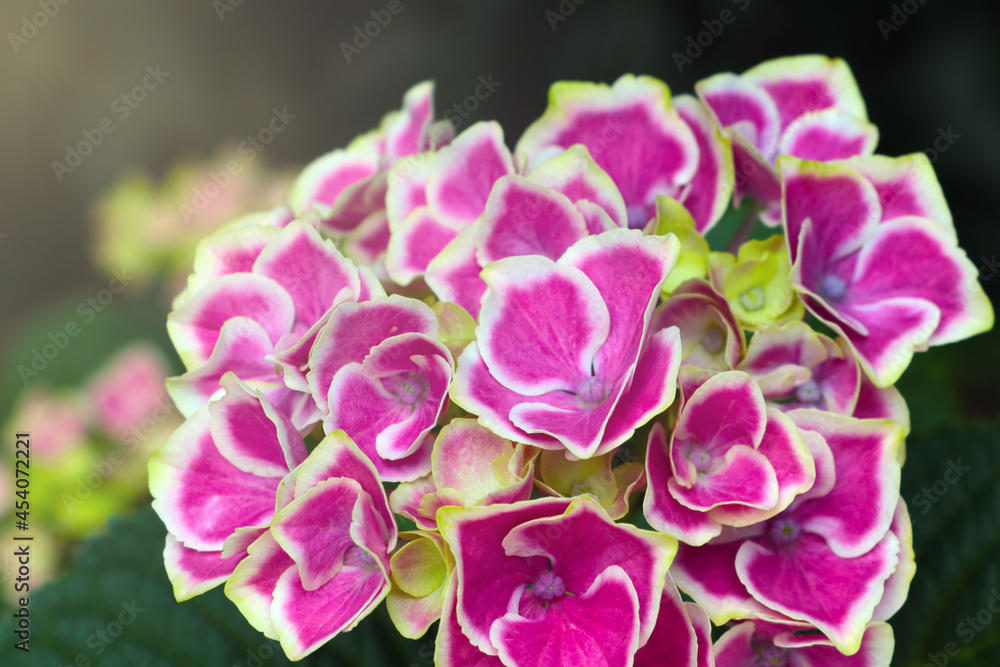 Flowering hydrangea in a park or garden. It is used in perfumery. Flowering hydrangea in a park or garden. It is used in perfumery.