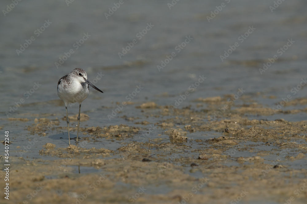 Common Greenshank at Busaiteen coast, Bahrain Common Greenshank at Busaiteen coast, Bahrain