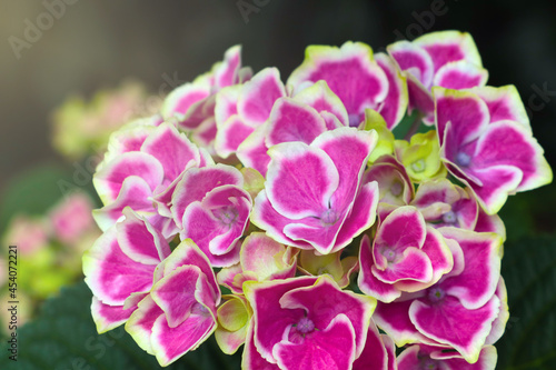 Flowering hydrangea in a park or garden. It is used in perfumery.