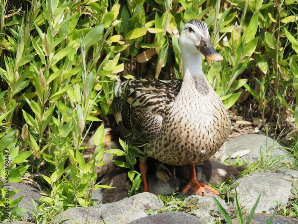 Imposing duck parent and child Imposing duck parent and child