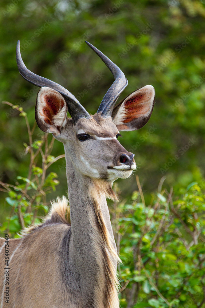 Fototapeta premium Greater Kudu walking through the dense vegetation of the Kruger Park, South Africa