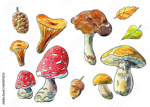 Watercolor illustration with mushrooms, leaves, walnut and acorn. Autumn set for design.