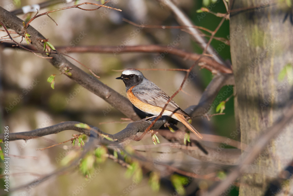 Gartenrotschwanz (Phoenicurus phoenicurus) Männchen in der Oberlausitz	