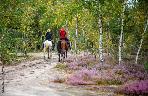 konna przejażdżka jesień wrzosowisko las © rpetryk