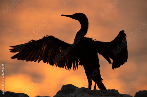 Silhouette of Socotra cormorant drying its wings during sunrise, Bahrain © Dr Ajay Kumar Singh