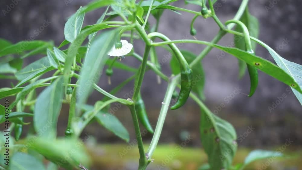 Young green chilly with a natural background. This is one of species of the hottest chilly in the world which Indonesia has. Young green chilly with a natural background. This is one of species of the hottest chilly in the world which Indonesia has.