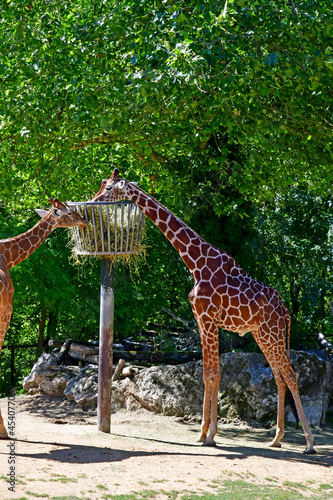 Saint Aignan  France - july 12 2020   the zoo park of Beauval