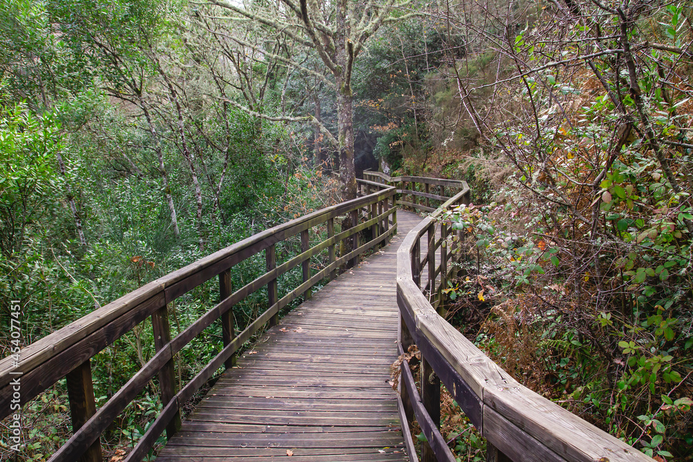 Fototapeta premium Footbridge in the forest