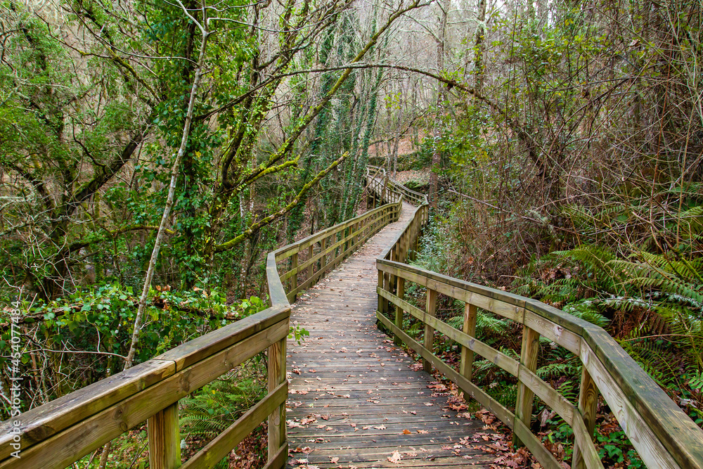 Footbridge in the forest Footbridge in the forest