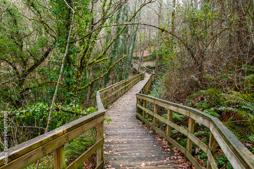 Footbridge in the forest