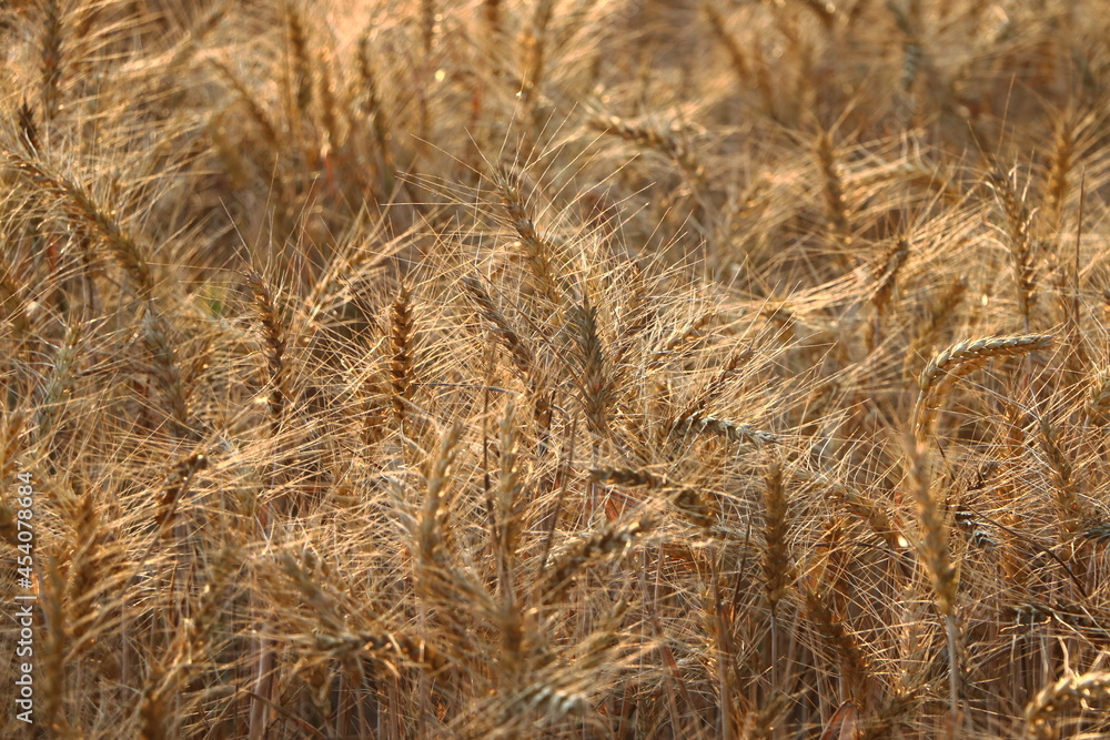 Fototapeta premium zboże pole Podkarpacie