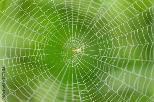 Shining water drops on spider web over green background. Morning dew.
