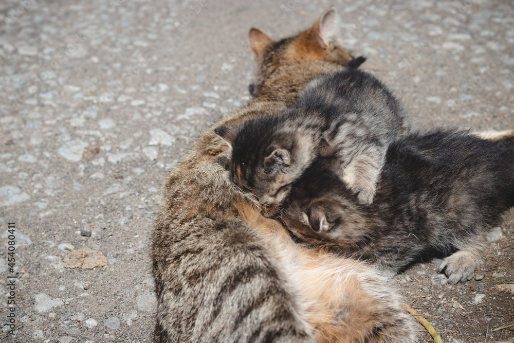 Obraz premium Newborn cats try to satisfy their thirst and drink milk from their mother. Kittens jockeying for position with the milk. Innocence, vulnerability and cuteness