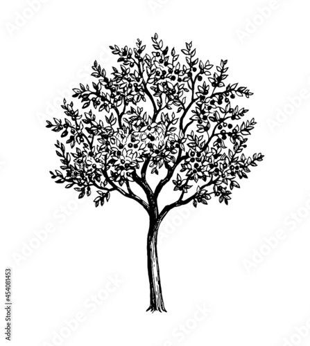 Cherry tree with ripe fruits.