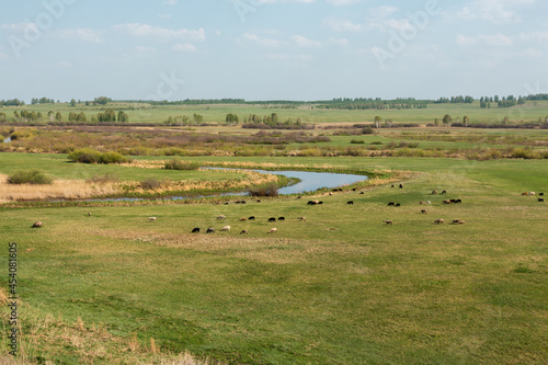 A field on a summer day