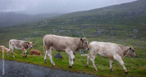 Cows in foggy landscape. South west Ireland. Ring of fire. Heather and peetfields.