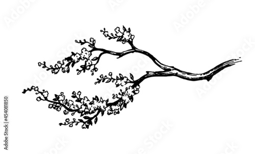 Blooming cherry tree branch.