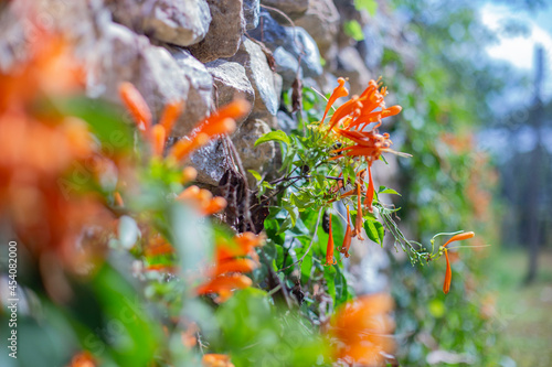 Pyrostegia venusta flower on wall. Blurred foreground and background. photo