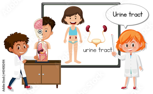 Young doctor explaining urine tract