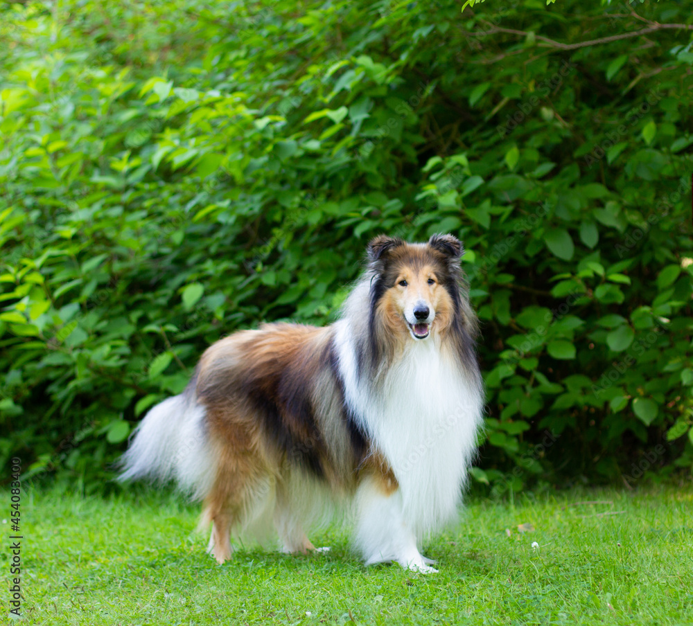 Collie in a park Collie in a park
