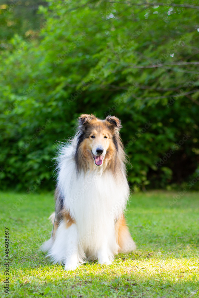 Collie in a park
