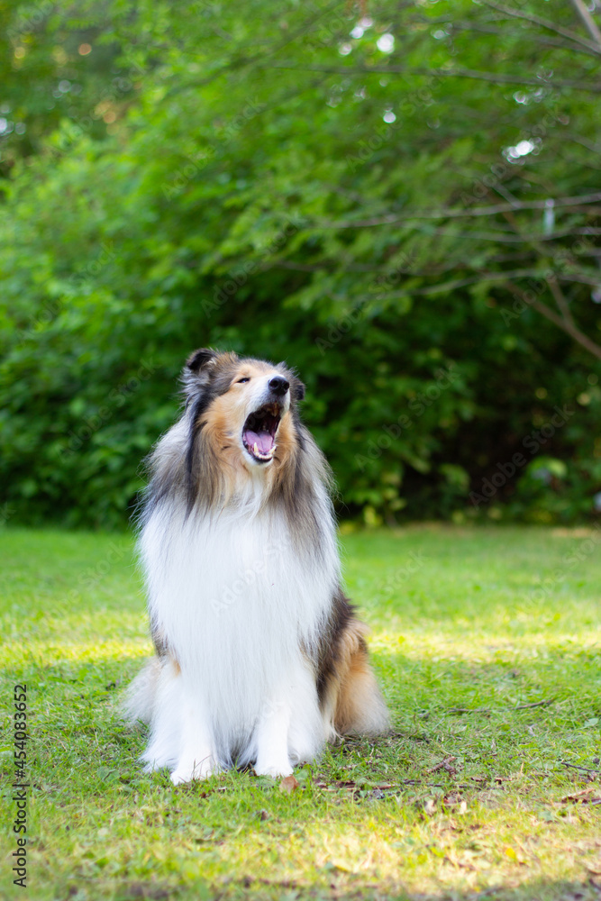 Collie in a park Collie in a park