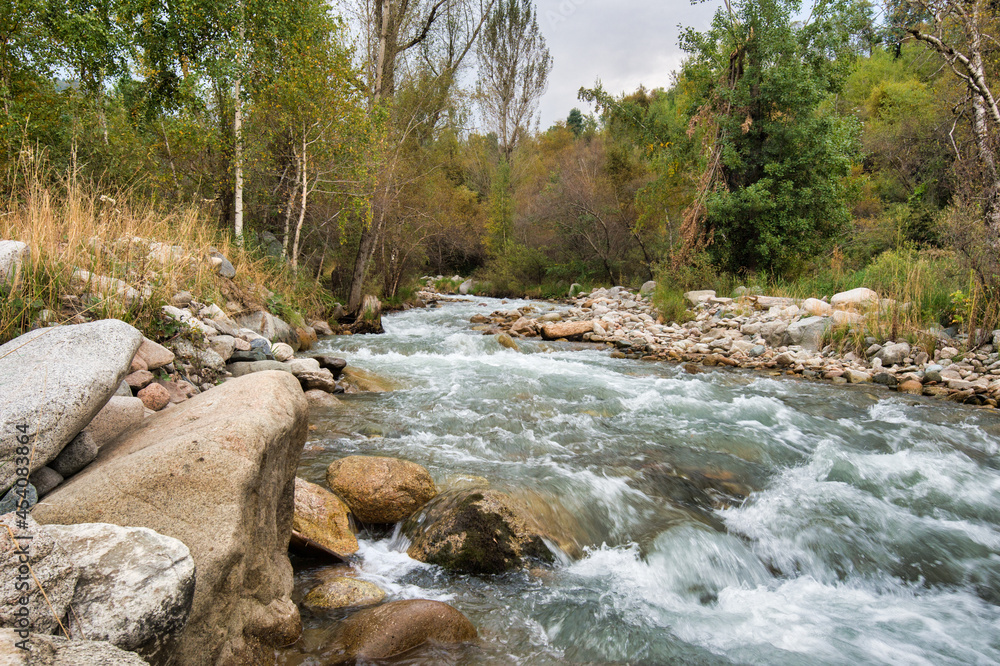 mountain river in the forest mountain river in the forest