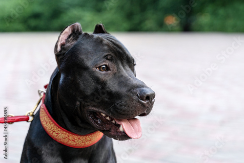 Close-up portrait of black American Pitbull Terrier dog, sitting at public park wearing red collar, mouth opened, tongue out. Beautiful friendly pet with old-fashioned ears cut. Outdoors, copy space.