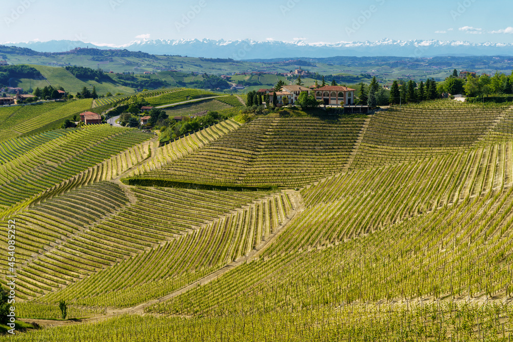 Vineyards of Langhe, Piedmont, Italy near Alba at May