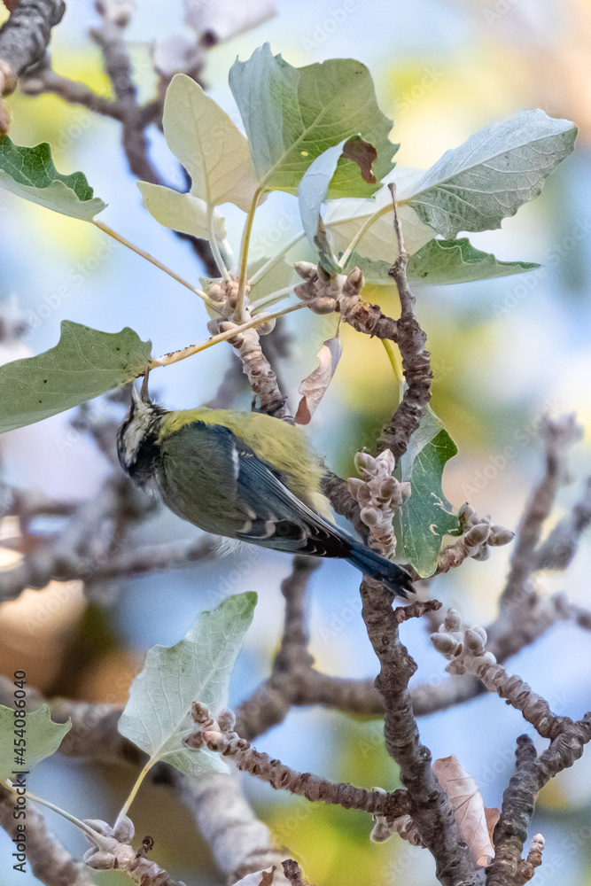 Obraz premium blue tit perched on a tree branch