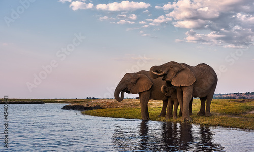 Two adult elephants and a small one  Loxodonta africana  drink along the banks of an African river