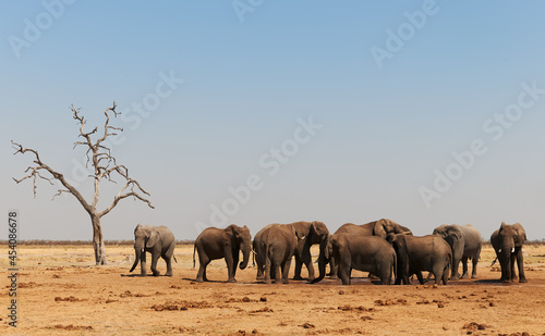 Elephants drink at a waterhole.