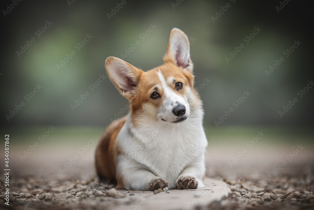 A funny female pembroke welsh corgi with large ears and expressive eyebrows sitting on a platform of small gray stones and looking directly into the camera against the green backdrop