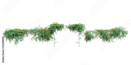 Fototapeta Naklejka Na Ścianę i Meble -  Climbing plants creepers isolated on white background 3d illustration